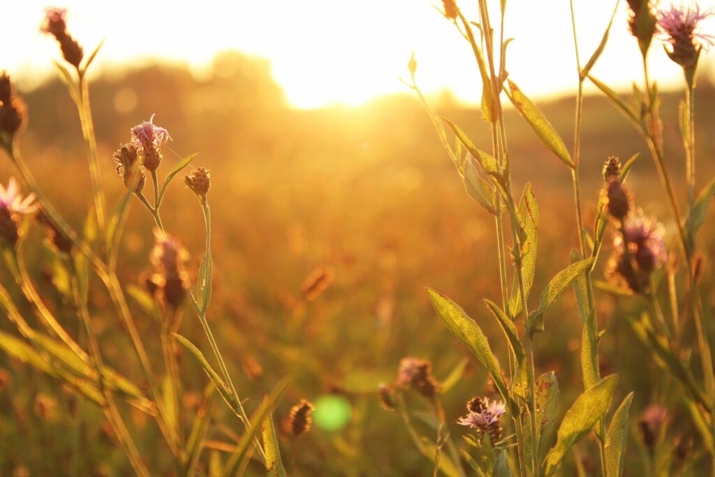 Wildflowers in a golden sunset field.