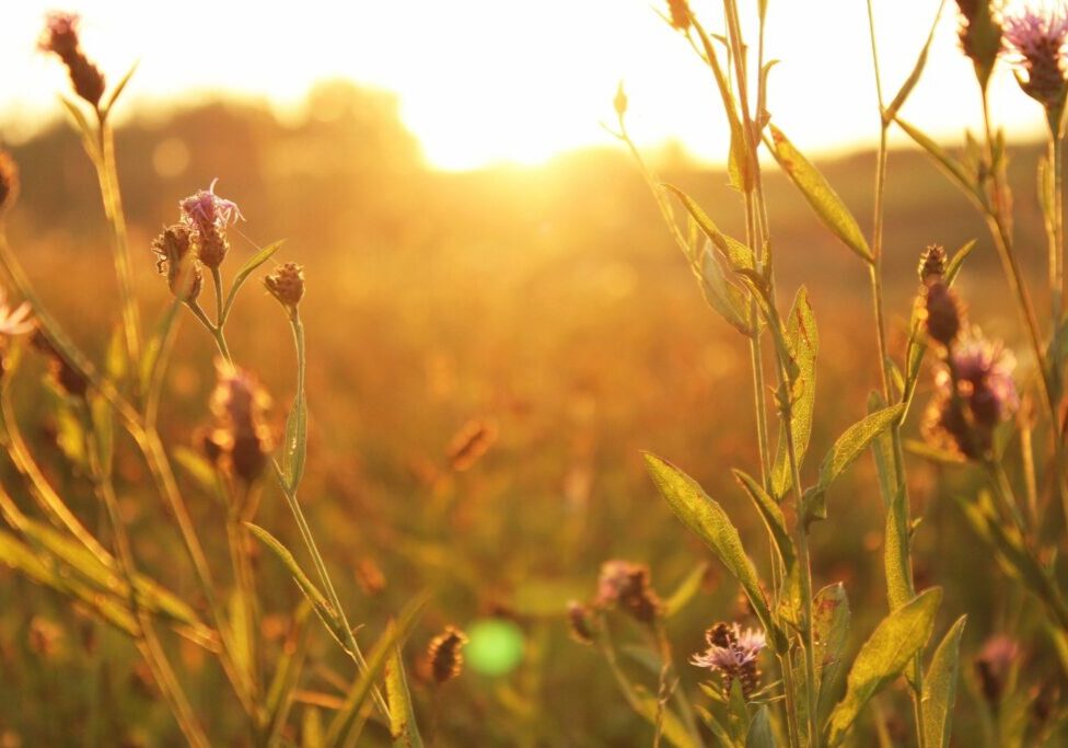 Wildflowers in a golden sunset field.